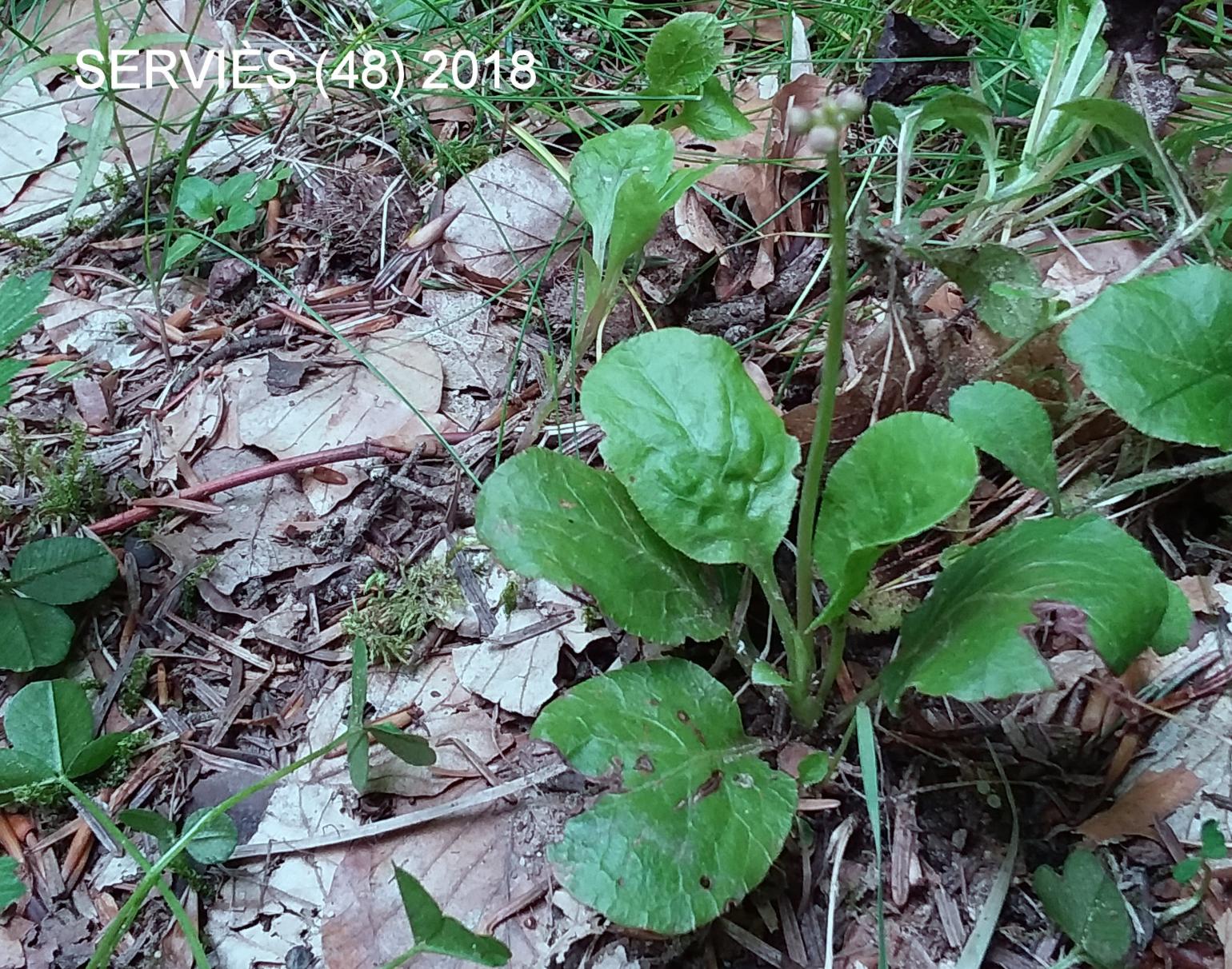 Wintergreen, Round-leaved